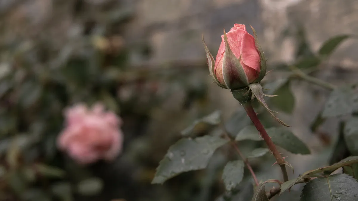 A pink rosebud just beginning to open on a dewy bush, a soft full bloom blurred in the background.