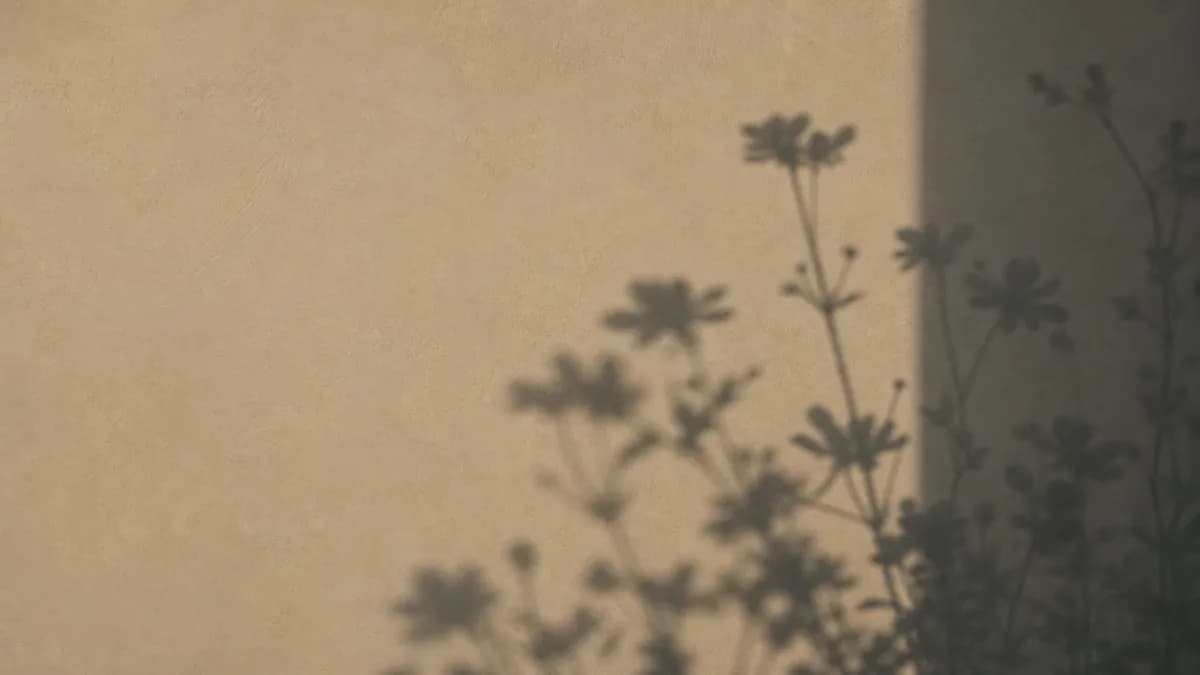 Soft shadows of cosmos flowers fall across a warm sunlit plaster wall, leaving quiet open space.