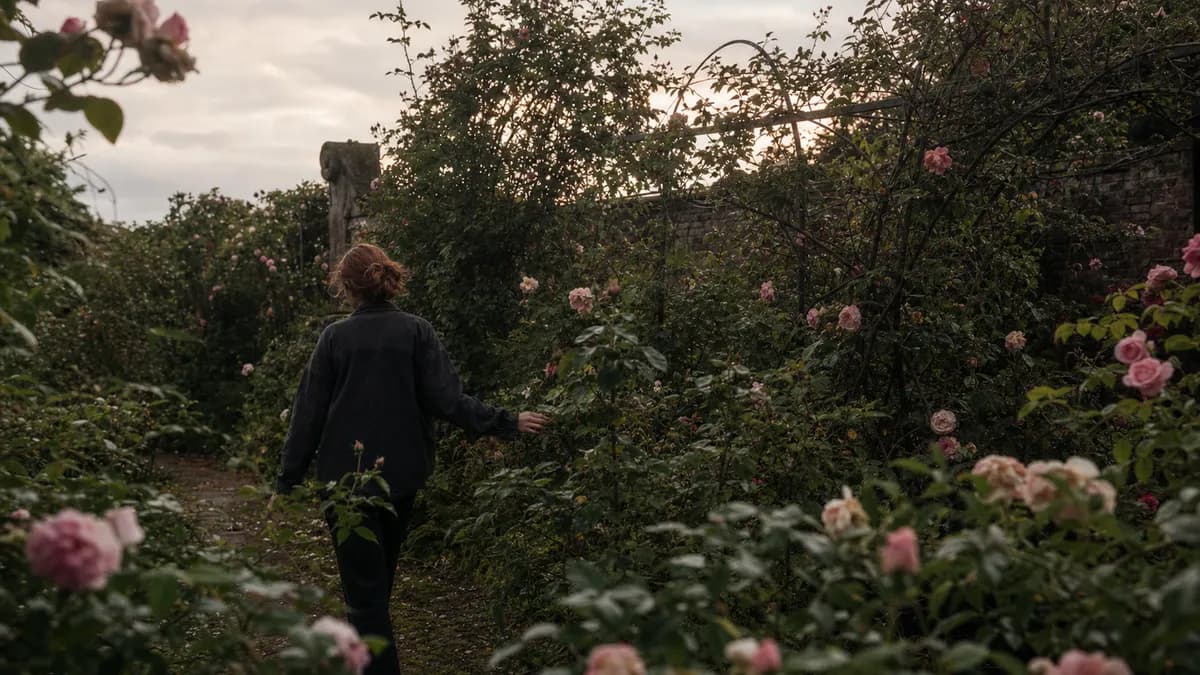 A woman walks a narrow path through an overgrown walled rose garden at dusk, brushing the blooms with her hand.