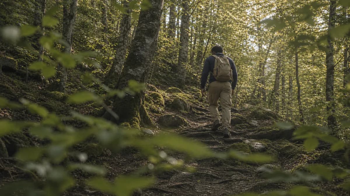 A man with a canvas backpack climbs a root-woven trail through a sunlit mossy beech forest.